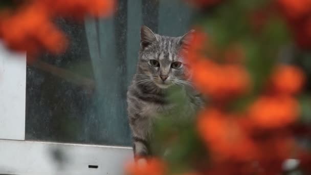 De kat zit buiten op de vensterbank. — Stockvideo