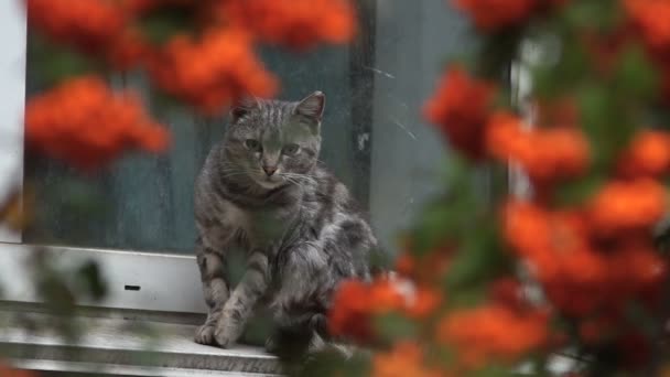 De kat zit buiten op de vensterbank. De kat likt zichzelf, reinigt zijn vacht. De kat wordt gezien in de kloof tussen de takken van de mountain-ash. — Stockvideo