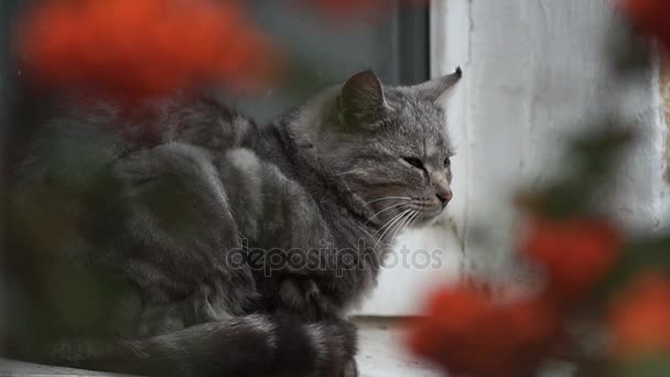 The cat falls asleep outside on the windowsill. The cat is seen in the gap between the branches of the mountain ash. — Stock Video