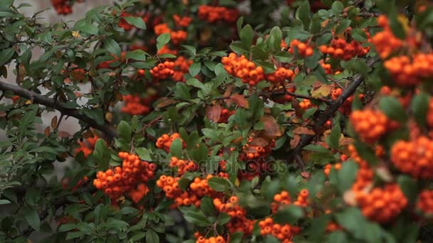 Panorama-Nahaufnahme orangefarbener Vogelbeeren oder Eberesche mit reifen Beeren im Herbst. — Stockvideo