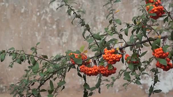 Close-up van Oranje Rowan bessen of Mountain Ash boom met rijpe bessen in najaar. — Stockvideo