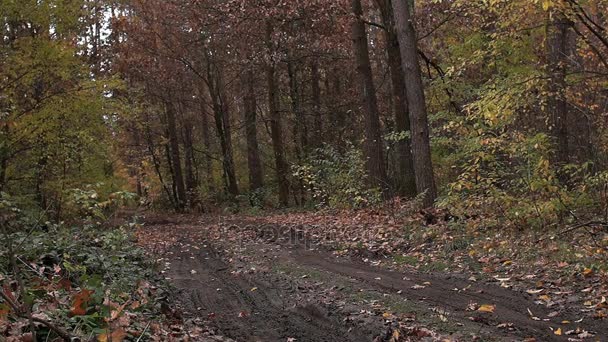 Autumn landscape. Road in the forest. Cloudy autumn, bad weather. Leaf fall. — Stock Video