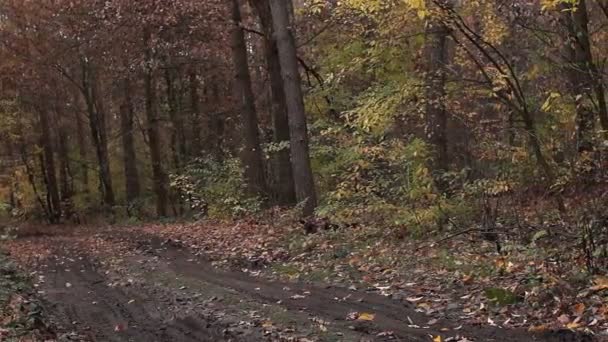 秋天风景。在森林中的道路。多云的秋天, 恶劣的天气。树叶落下。全景. — 图库视频影像