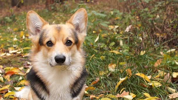 美しい秋の森での散歩に犬ウェルシュ ・ コーギー ・ ペンブローク. — ストック動画