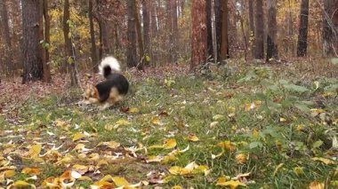 Köpek yiyecek arayan yaprakları, koklama sonbahar orman etrafında çalışır.