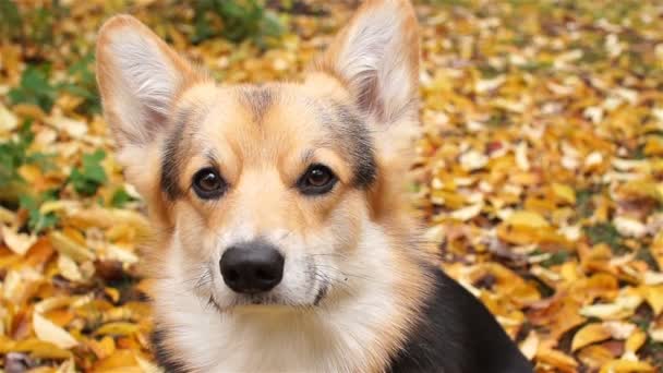 Hund rasen Welsh Corgi Pembroke på en promenad i en vacker höst skog. — Stockvideo