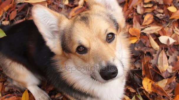 Hond fokken Welsh Corgi Pembroke op een wandeling in een prachtig herfst bos. Van bovenaf bekijken. — Stockvideo