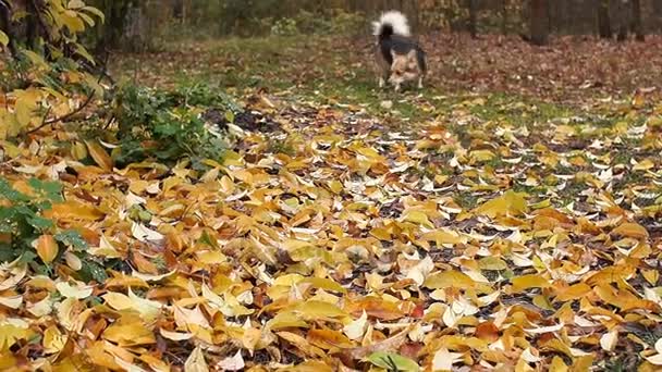 Hunden springer runt hösten skogen sniffa bladen, letar efter mat. — Stockvideo