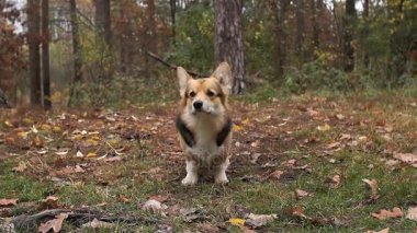 Köpek havayı kokluyor. Güzel bir sonbahar ormanda bir yürüyüşe köpek doğurmak Galce Corgi Pembroke.