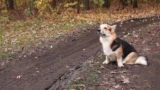 Sitzt der Hund auf der Straße und schnuppert die Luft. Herbst im Wald, Saison der schlechten Straßen. — Stockvideo