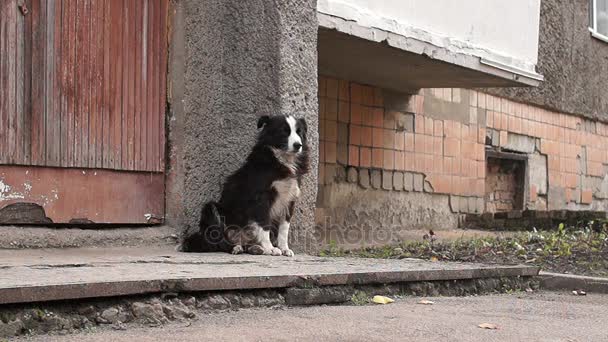 Le chien est assis près de l'entrée de la maison, attendant que quelqu'un sorte et se nourrisse . — Video