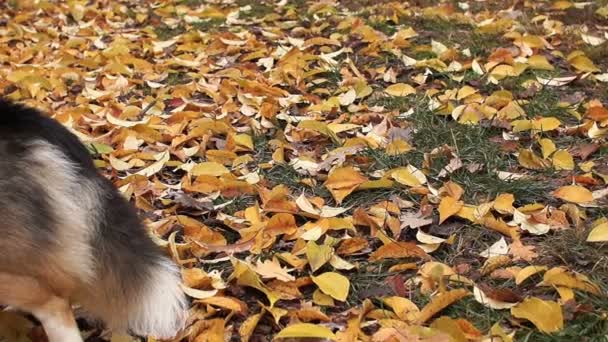 Panorama. Cane razza gallese Corgi Pembroke in una passeggiata in una bella foresta autunnale . — Video Stock