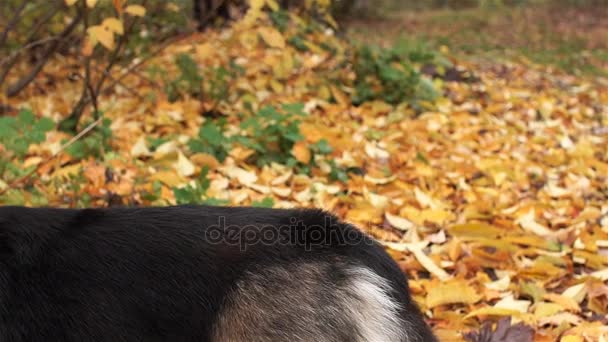Панорама. Порода собак Валлийский Корги Пемброк на прогулке в красивом осеннем лесу . — стоковое видео