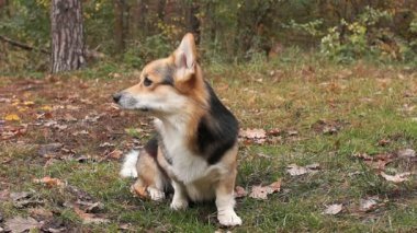 Köpek havayı kokluyor. Güzel bir sonbahar ormanda bir yürüyüşe köpek doğurmak Galce Corgi Pembroke.