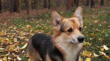 Güzel bir sonbahar ormanda bir yürüyüşe köpek doğurmak Galce Corgi Pembroke.