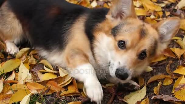 El perro divertido ruega por comida. Cría de perros Galés Corgi Pembroke en un paseo en un hermoso bosque de otoño . — Vídeo de stock