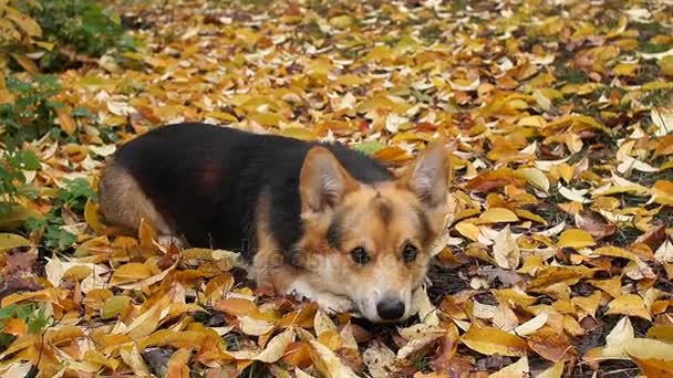 Egy vicces kutya a sárga levelek a földön fekszik, és közelebb kúszik. Egy séta a gyönyörű őszi erdőben Welsh Corgi Pembroke kutyafajta. — Stock videók