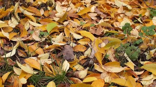 Panorama. Geel, heldere bladeren op de grond liggen. Herfst seizoen. — Stockvideo