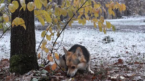 Raça cão galês Corgi Pembroke em um passeio em uma bela floresta de inverno . — Vídeo de Stock