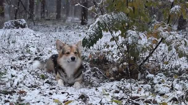 Cría de perros Galés Corgi Pembroke en un paseo en un hermoso bosque de invierno . — Vídeos de Stock