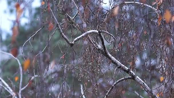 Ramas de abedul en gotas de agua después de la lluvia se balancean en el viento . — Vídeos de Stock