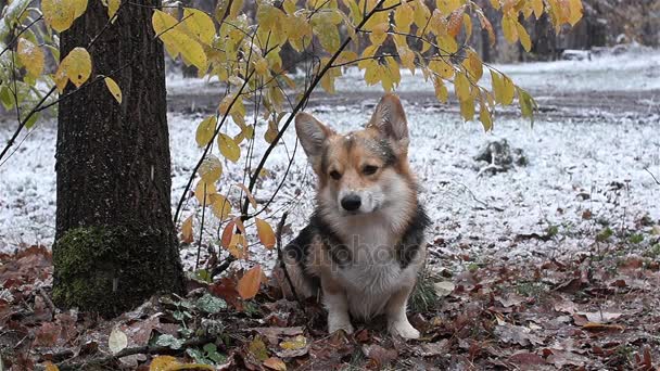 Hondenras Welsh Corgi Pembroke op een wandeling in een prachtige winter forest. — Stockvideo