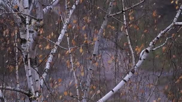 Les branches de bouleau dans les gouttes d'eau après la pluie se balancent dans le vent .
