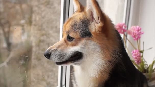 Порода собак валлийский Корги Пемброк сидит на подоконнике своего дома и смотрит в окно . — стоковое видео