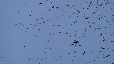 Büyük bir uçar gökyüzünde birçok kargalar dönüyor,.