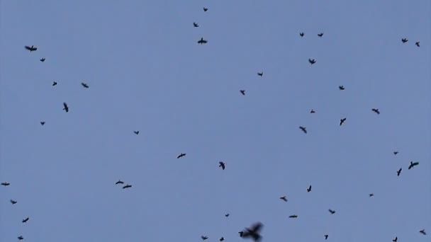 Een geweldig veel kraaien zijn spinnen, vliegen in de lucht. — Stockvideo