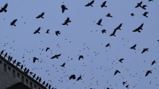 Un gran número de cuervos giran, vuela en el cielo . — Vídeo de stock