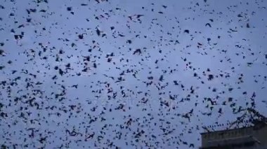 Büyük bir uçar gökyüzünde birçok kargalar dönüyor,.