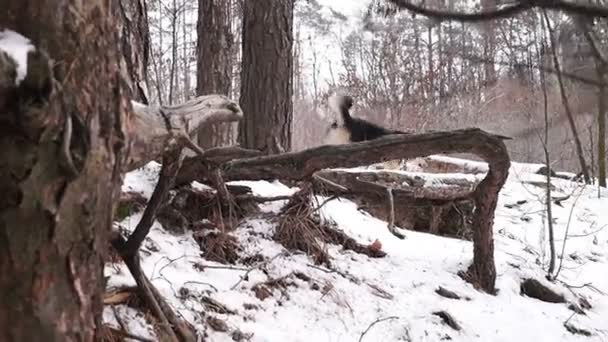 Welsh Corgi på en promenad i skogen vinter. — Stockvideo