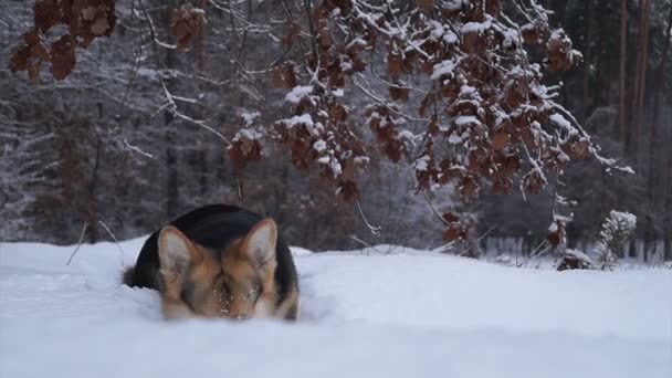 Welsh Corgi på en promenad i skogen vinter. — Stockvideo