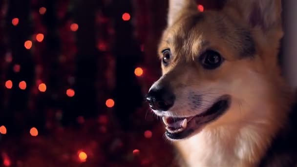 犬の 2018 年。新年あけましておめでとうございます、メリー クリスマス。幸せな休日. — ストック動画