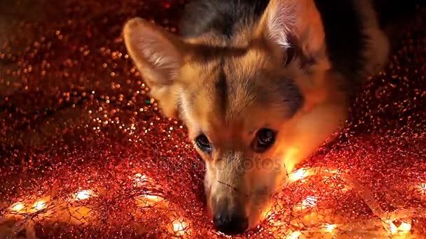 2018 yıl köpek mutlu yeni yıl ve neşeli Noel mutlu tatil — Stok video