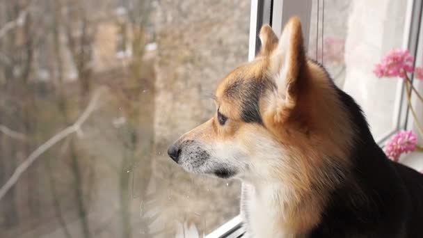 Hond zit op de vensterbank van zijn huis en kijkt uit het raam. — Stockvideo