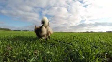 Yavaş çekim. Köpek Galce Corgi Pembroke ishal, eğlence yeşil sahada.
