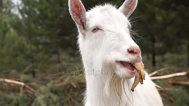 Humour vidéo. Une chèvre domestique blanche debout sur la ferme mange de la peau de banane .