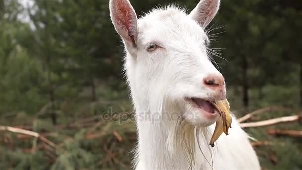 Video Humor White Domestic Goat Standing Farm Eats Banana Peel — Stock Video