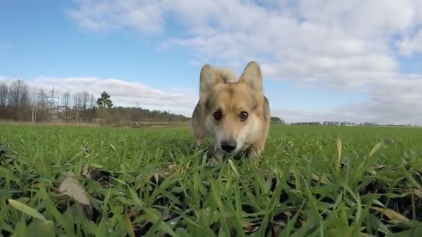 Pomalá Střelba Pes Běží Welsh Corgi Pembroke Dovádějí Zelené Louce — Stock video