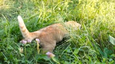 Kırmızı komik kedi bir fare uzun otların arasında yakalar..
