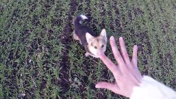 犬ウェルシュ コーギー ペンブローク カウント — ストック動画