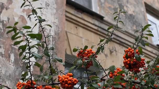 Nahaufnahme orangefarbener Beeren von Pyracanthus mit reifen Beeren im Herbst. — Stockvideo