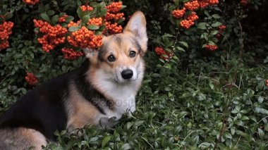 Köpek Galce Corgi Pembroke güzel çalı pyracanthus arka plan üzerinde.