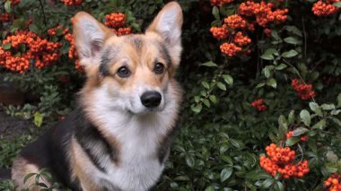 Köpek Galce Corgi Pembroke güzel çalı pyracanthus arka plan üzerinde.
