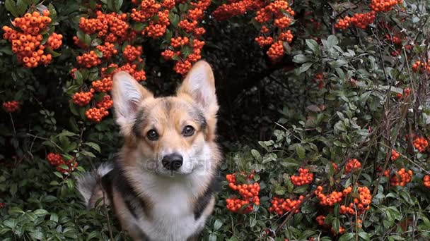 Welsh Corgi Pembroke pes na pozadí krásný keř pyracanthus. — Stock video