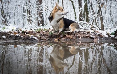 Köpek Galce Corgi Pembroke kış ormanda bir yürüyüş.