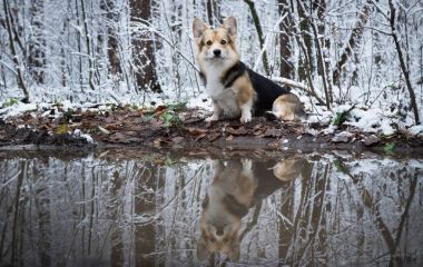 Köpek Galce Corgi Pembroke kış ormanda bir yürüyüş.