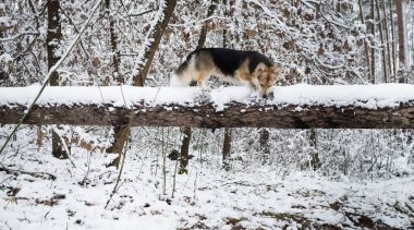Köpek Galce Corgi Pembroke kış ormanda bir yürüyüş.